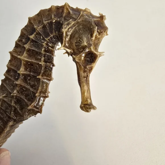 Vintage Taxidermy Seahorse Skeleton Natural Specimen 5" Hippocampus Erectus - Picture 11 of 14